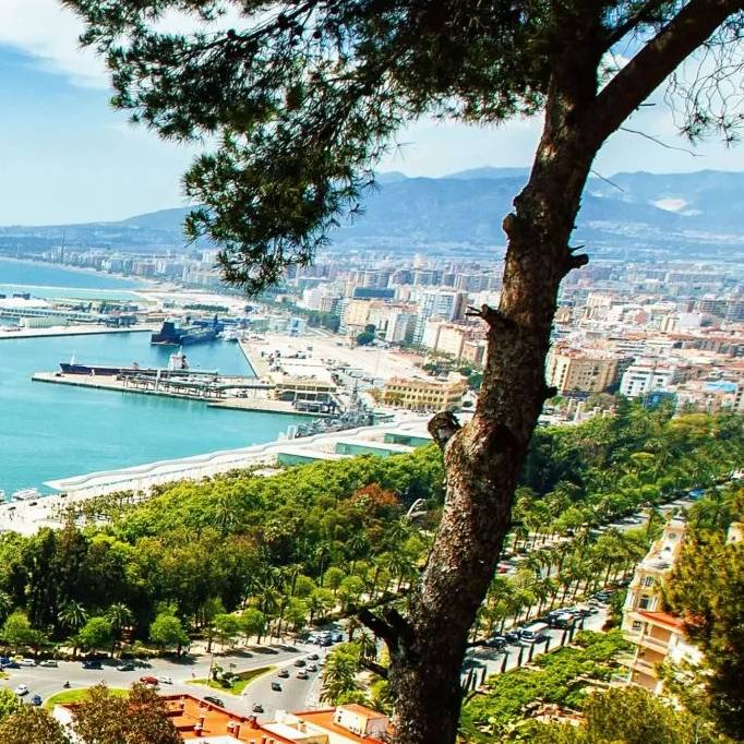 fumigacion de chinches en malaga