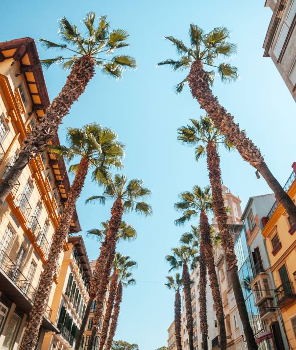 plagas málaga