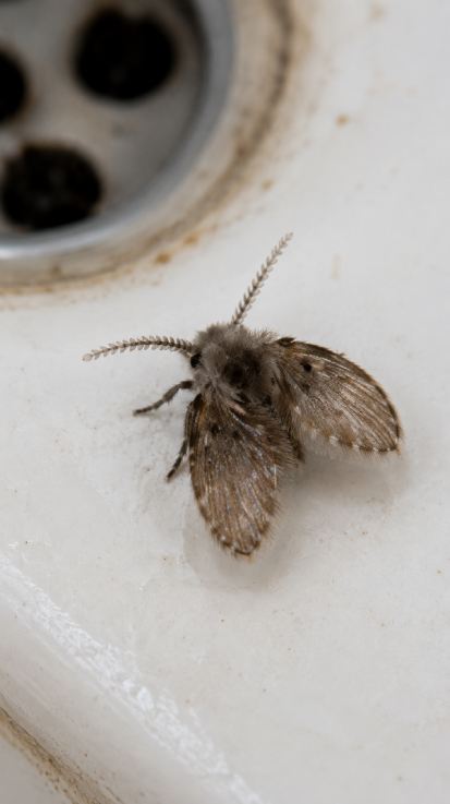 mosca del drenaje