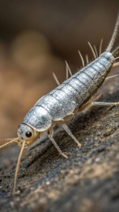 pececillo de plata